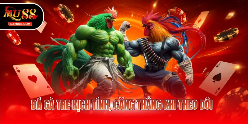 Đá gà tre kịch tính, căng thẳng khi theo dõi