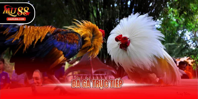 đá gà trực tiếp