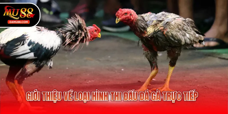Giới thiệu về loại hình thi đấu đá gà trực tiếp
